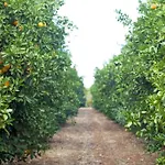 Farm stay Quinta Dos I's - Algarve