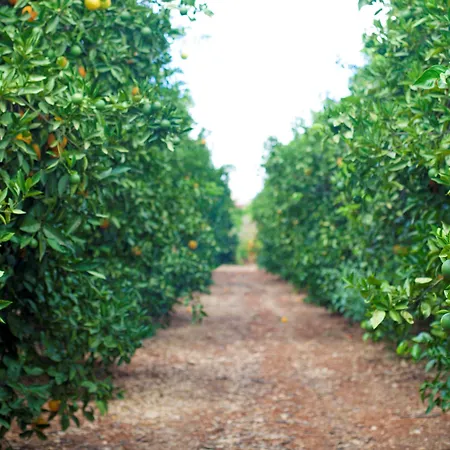 Quinta Dos I's - Algarve Algoz