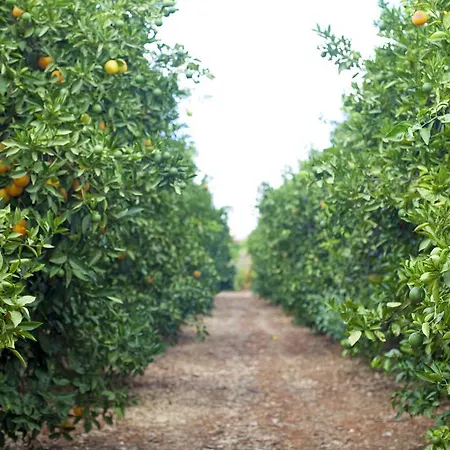 Gospodarstwo agroturystyczne Quinta Dos I's - Algarve